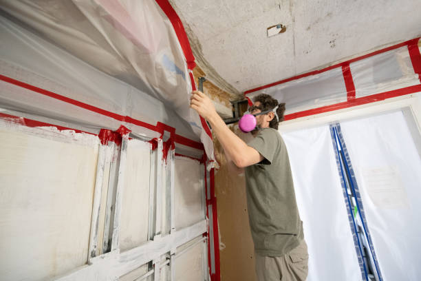 Reliable Harrisburg, OR Mold Removal Solutions